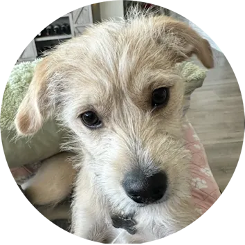 charlie-opt